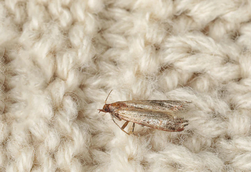 Molia