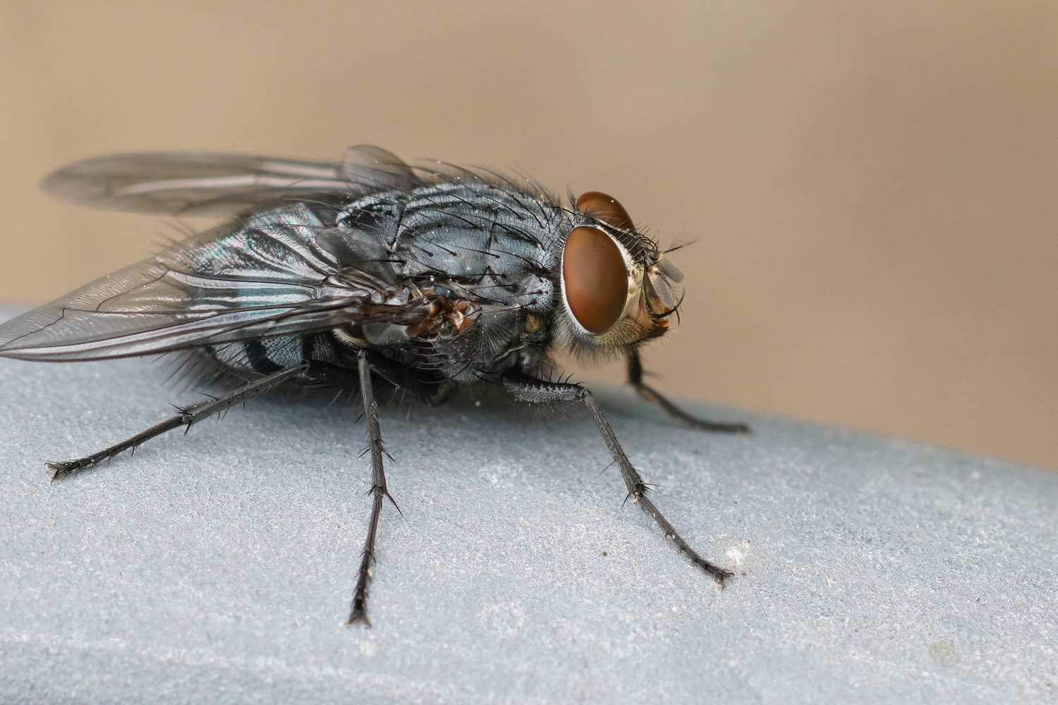 Musca